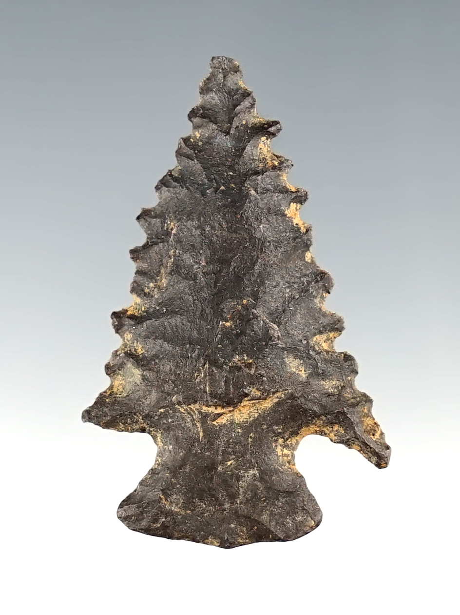 1 1/2" Highly serrated Pinetree made from Kanawha Flint. Found in southern Ohio.