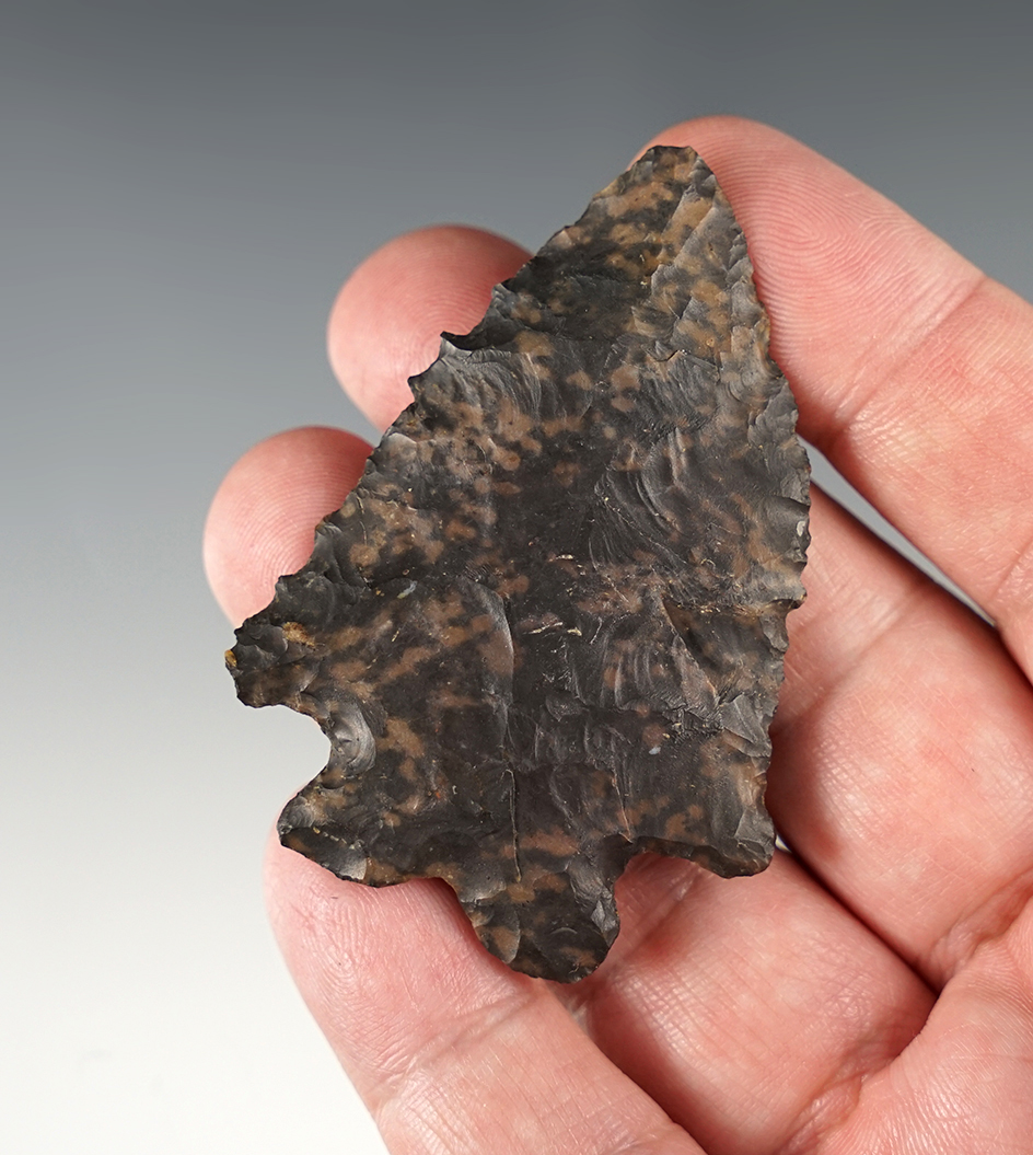 Exceptional 2 5/8" MacCorkle Bifurcate with nicely serrated edges. Richland Co., Ohio.