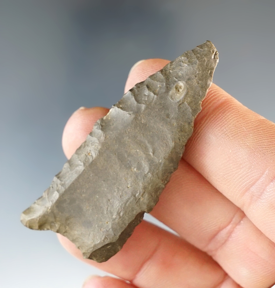 2 3/16" Paleo Fluted Cumberland with excellent flutes found in central Kentucky. Davis COA