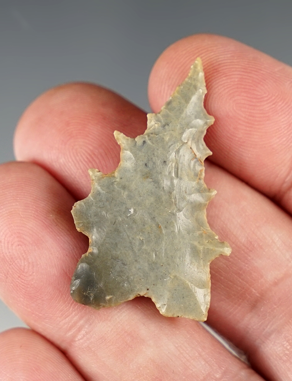 Amazing serrations on this 1 9/16" Bifurcated point found in Bath Co., Kentucky.