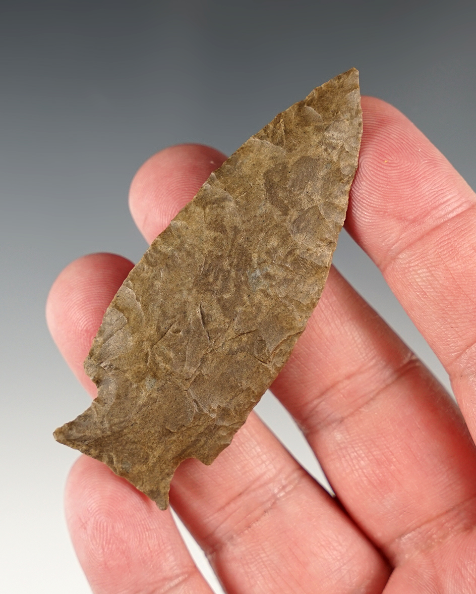 Impressive 2 15/16" Jacks Reef found in Hardin Co., Tennessee.