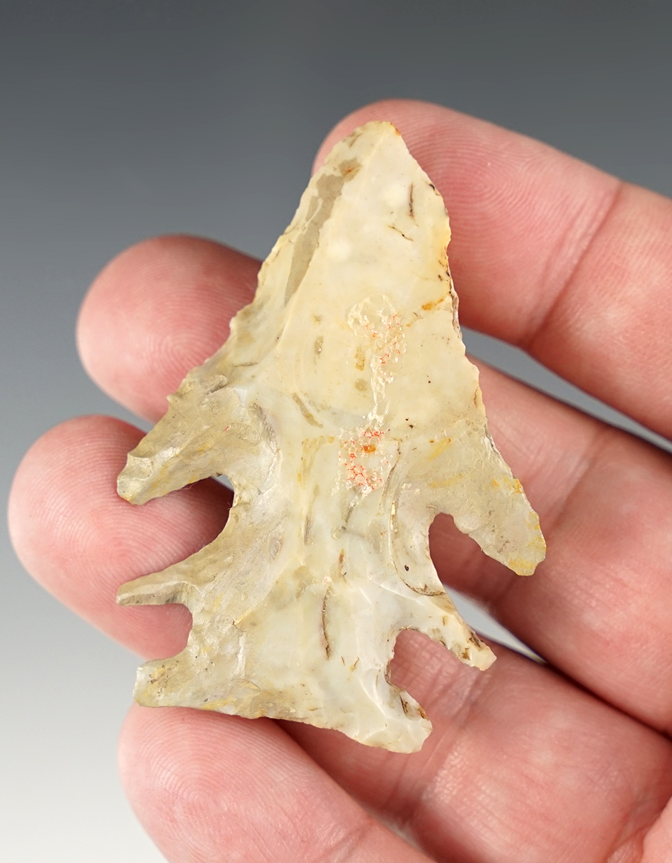 Rare! 2 3/8" Ohio Merkle found in Franklin Co., Ohio. Restoration. Ex. Copeland.