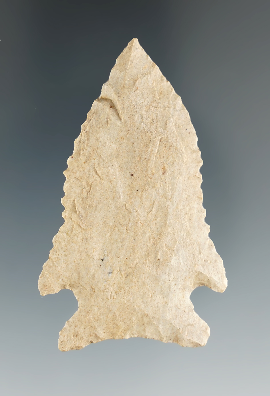 2 1/2" nicely serrated Pinetree found in Henry Co.,Kentucky.