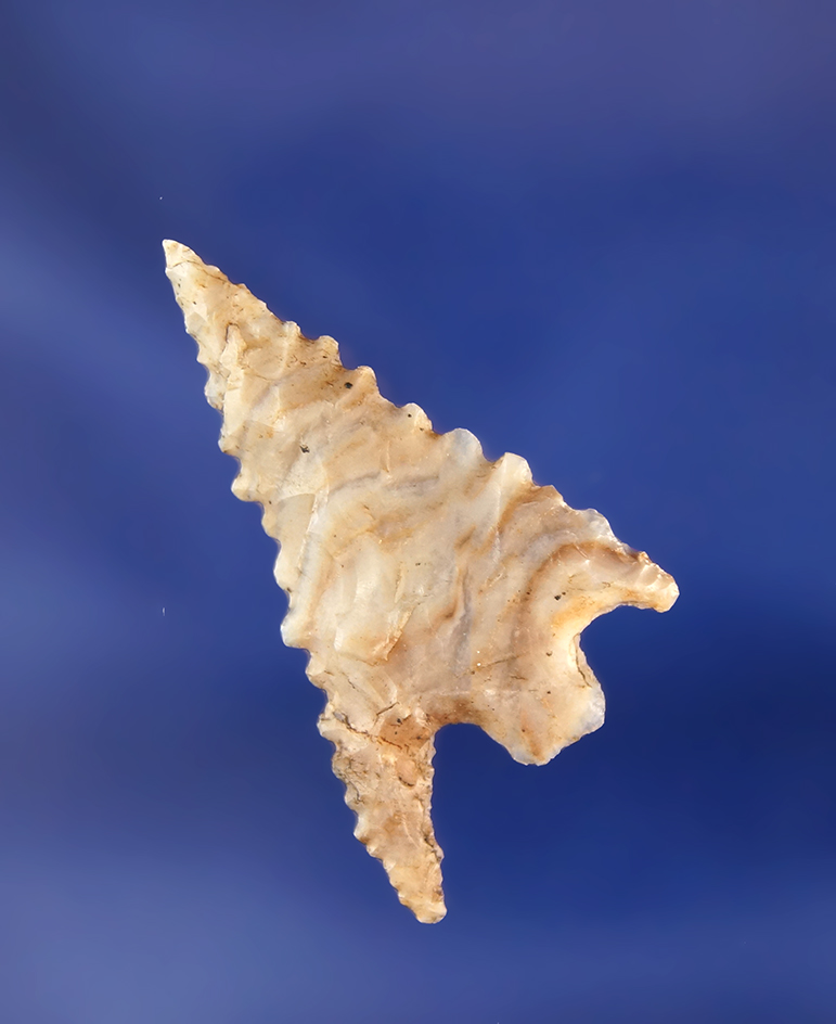 1 1/4" nicely serrated Gunther found in Oregon.