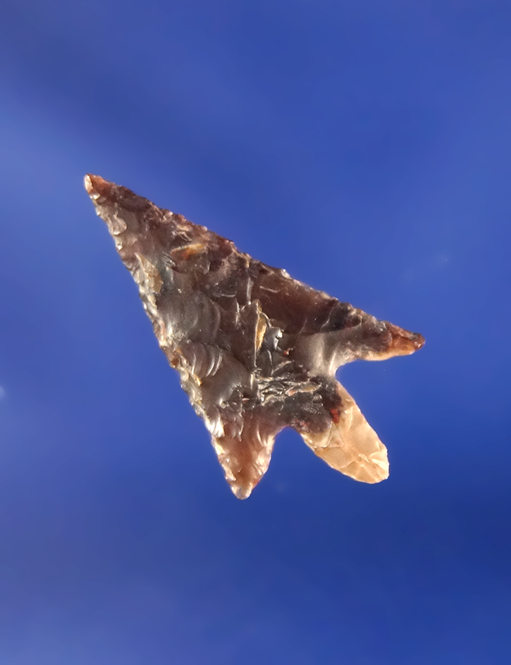 11/16" delicate Gempoint found by Kaye Don Bruce near the John Day Rapids in nice condition.