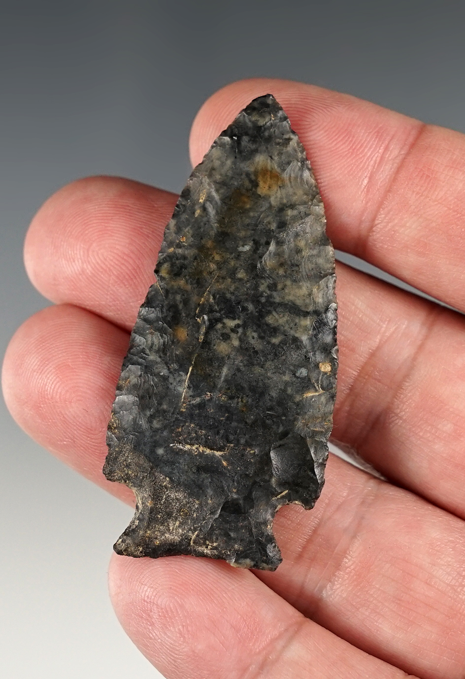 2 1/4" Intrusive Mound - Ohio. Ex. Hooks.