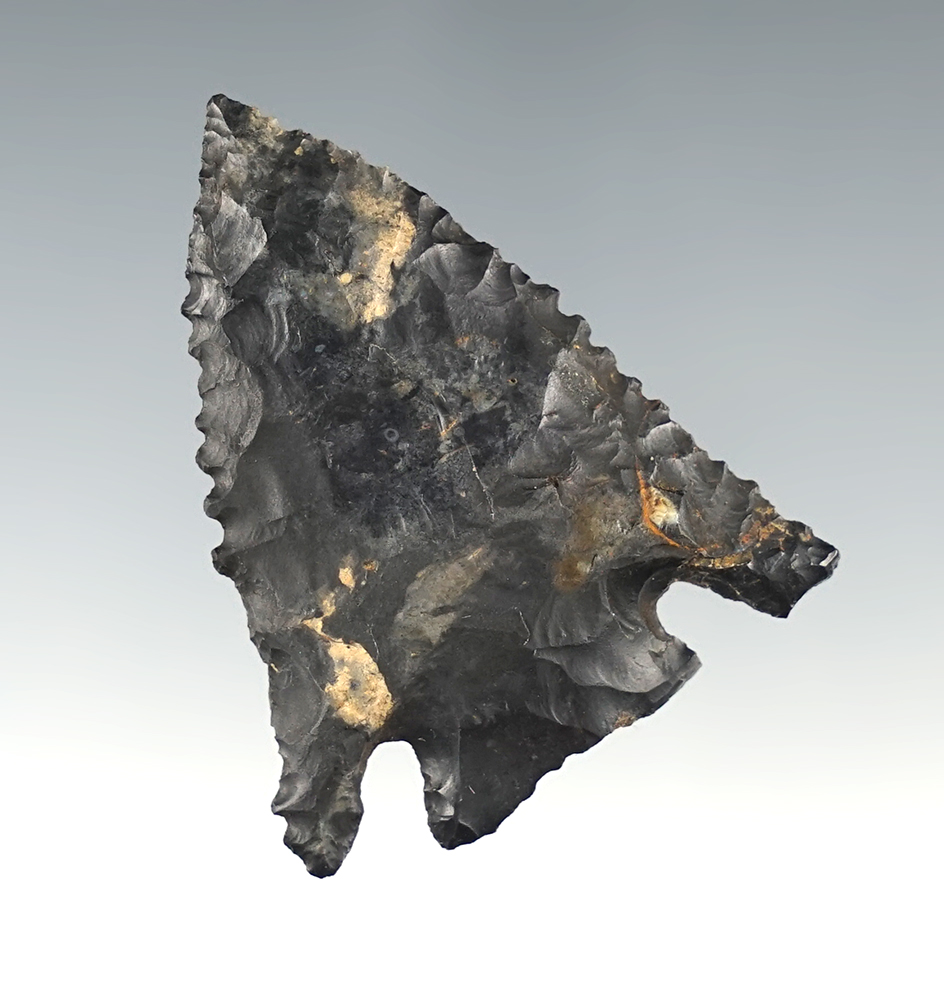 1 3/4" Rare serrated Diagonal Notch Point.