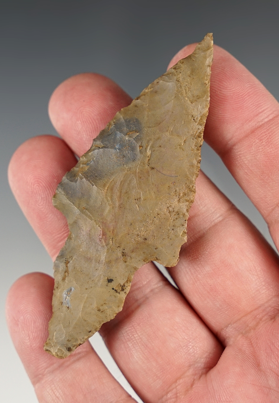 Nice 3 5/16" Turkeytail - Breckinridge Co., Kentucky.