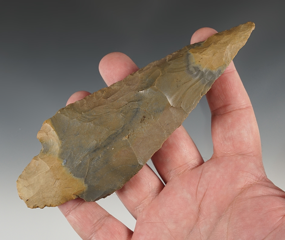 Outstanding 6" Sonora Adena - Spencer Co., KY.