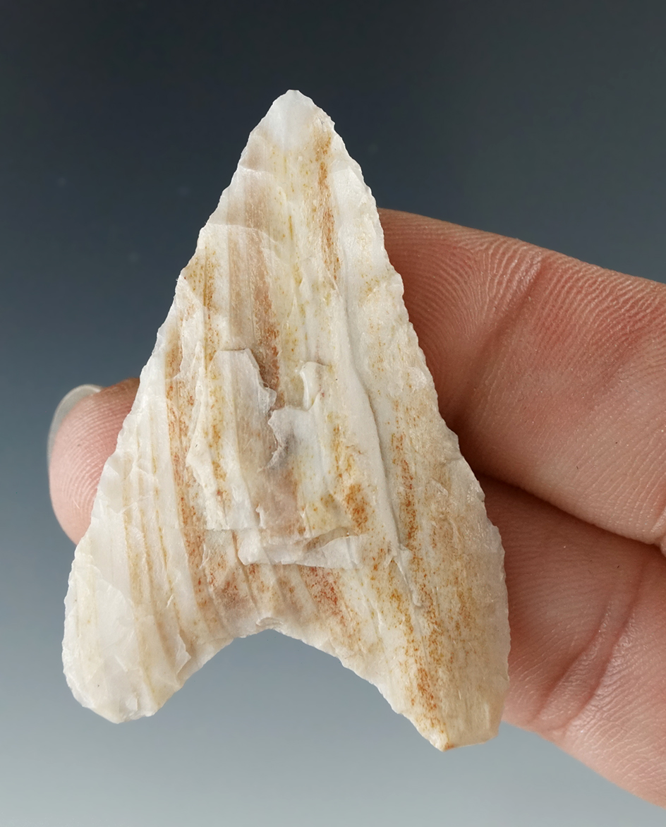 nice example of a 1 7/8" Mule Ear Knife made from globalized petrified wood - Columbia River.