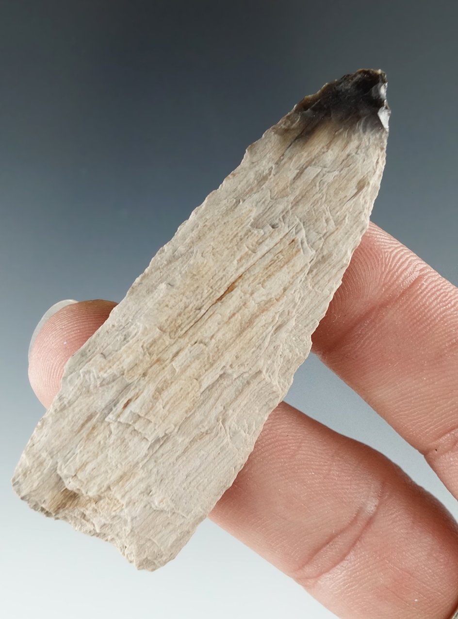 2 1/2" petrified wood Cody Complex knife or Paleo Eden - nicely ground lower edges - Columbia River.