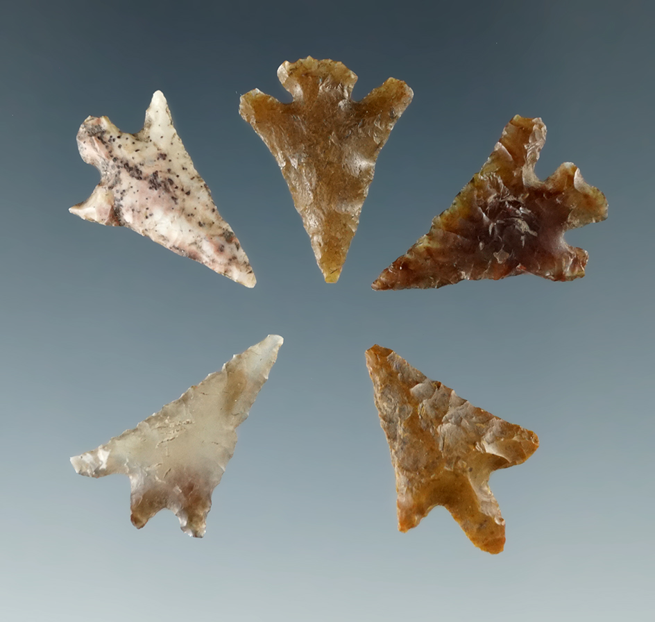 Set of five Columbia River Gem points found near the Columbia River, largest is 11/16".