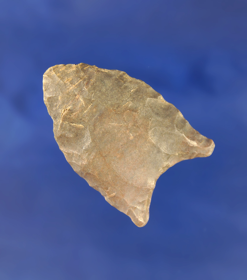 1 5/16" Paleo fluted Clovis found in Coshocton County Ohio. Comes with a Rogers COA