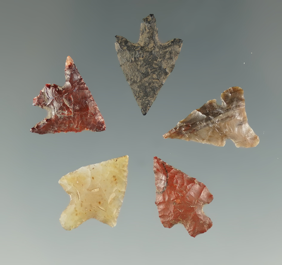 Set of 5 assorted Columbia River arrowpoints, largest is 11/16".
