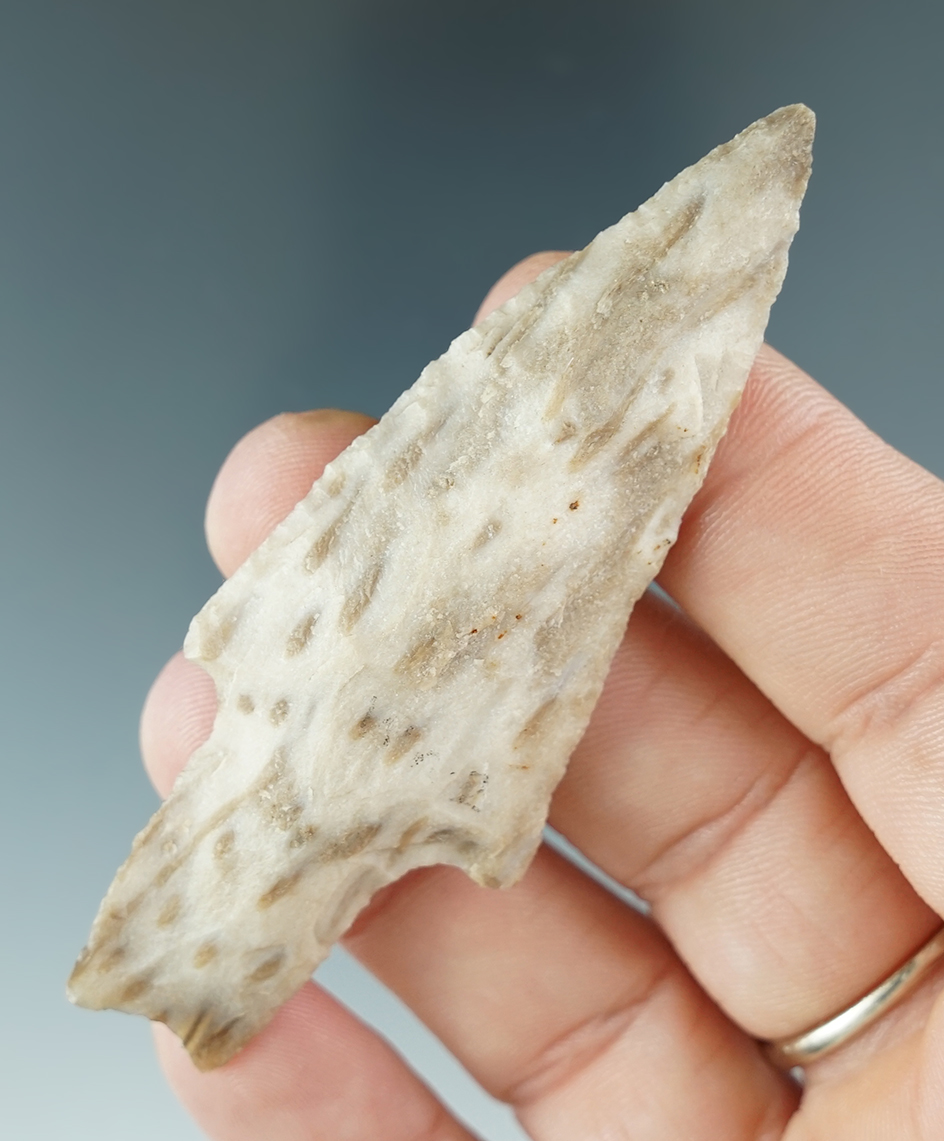 Rare material! 3" Nicely styled Pedernales point made from Petrified Wood found in Texas.