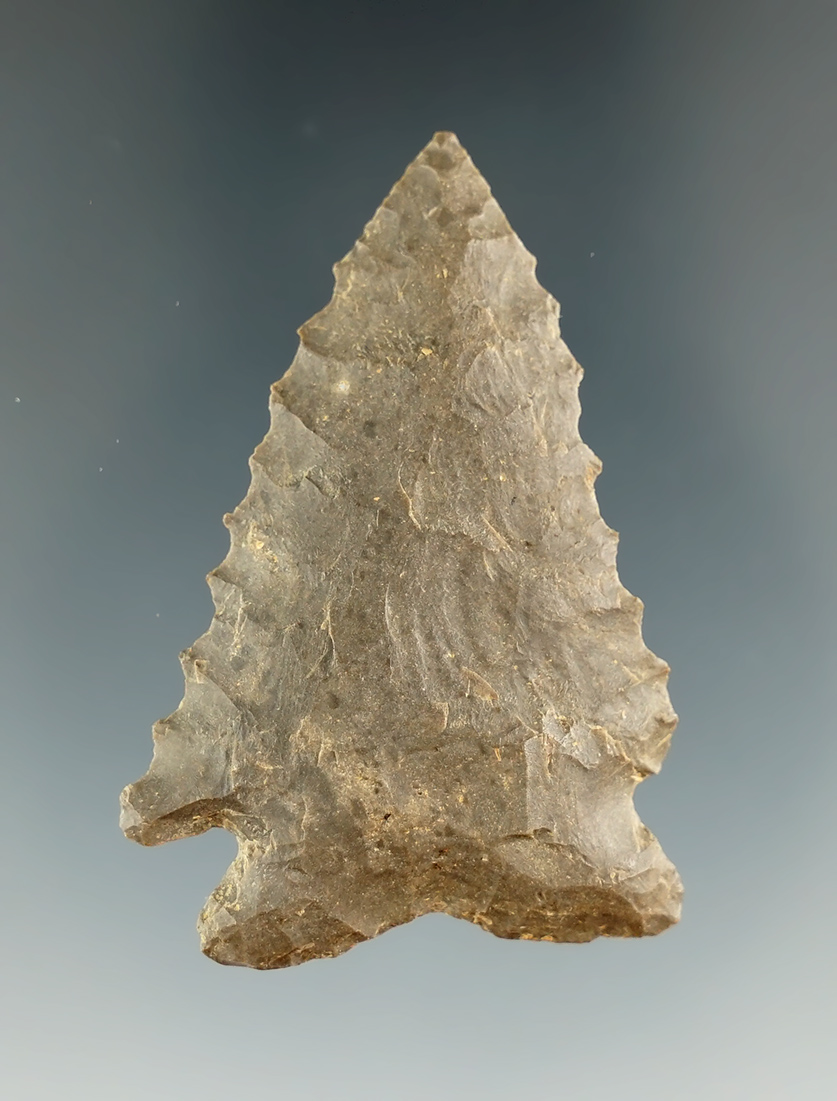 2" serrated Pine Tree point found in Kentucky. Ex. Henry English collection.
