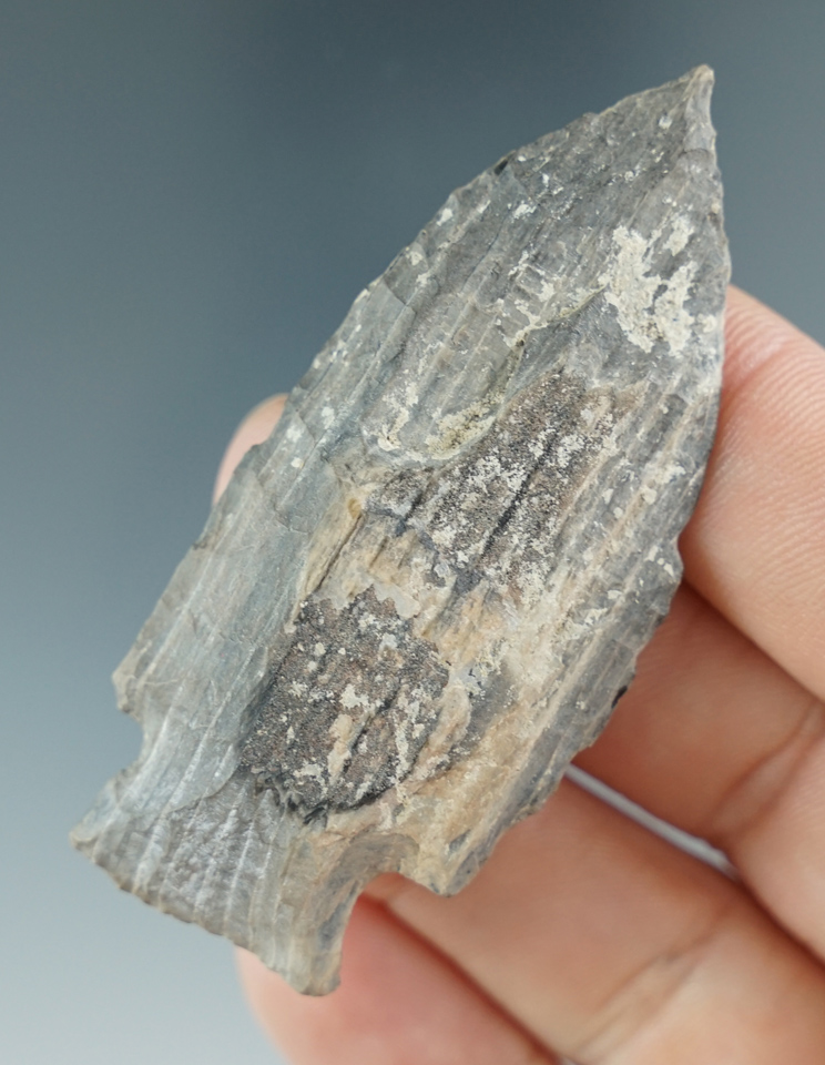 2 1/2" Paleo Lind Coulee with a needle tip - Petrified Wood. Columbia River, Washington.