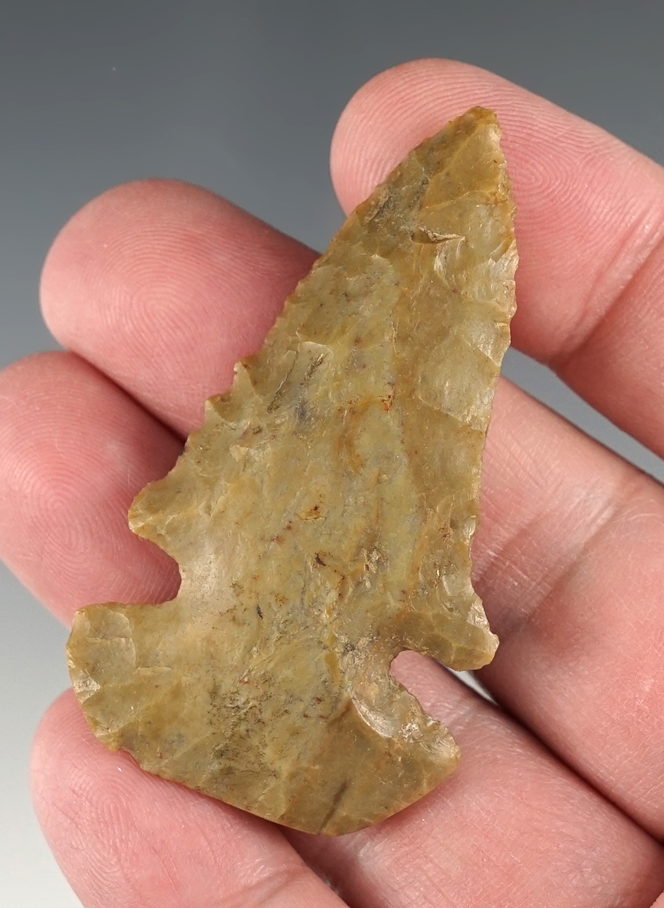 Nicely made 2 3/8" Carter Cave Dovetail. Found in Ohio. Comes with a Davis COA.