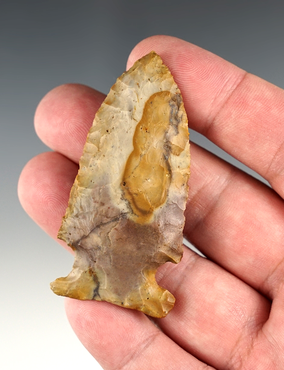 2 1/2" Highly colored Archaic Side notch Point with great color. Licking Co., Ohio. Ex. Dick Johnson