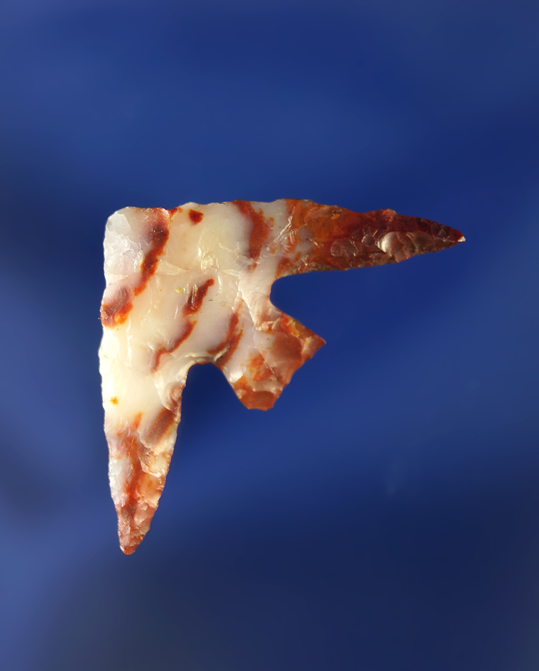 Beautiful material on this 1 1/8" Gunther with incredibly long wings found in Oregon.