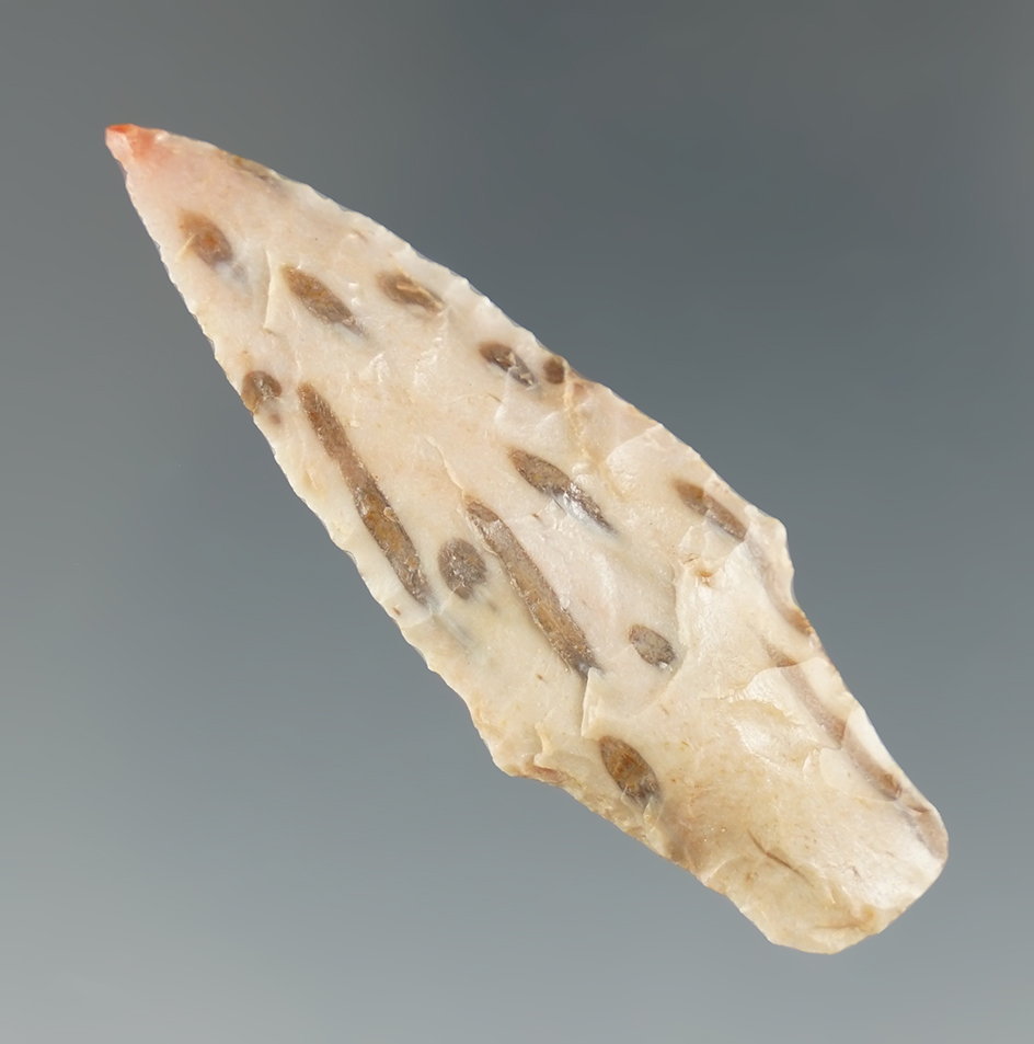 2 1/8" Dawson - beautiful Petrified Palmwood found in Cass Co., Texas. Rogers COA.