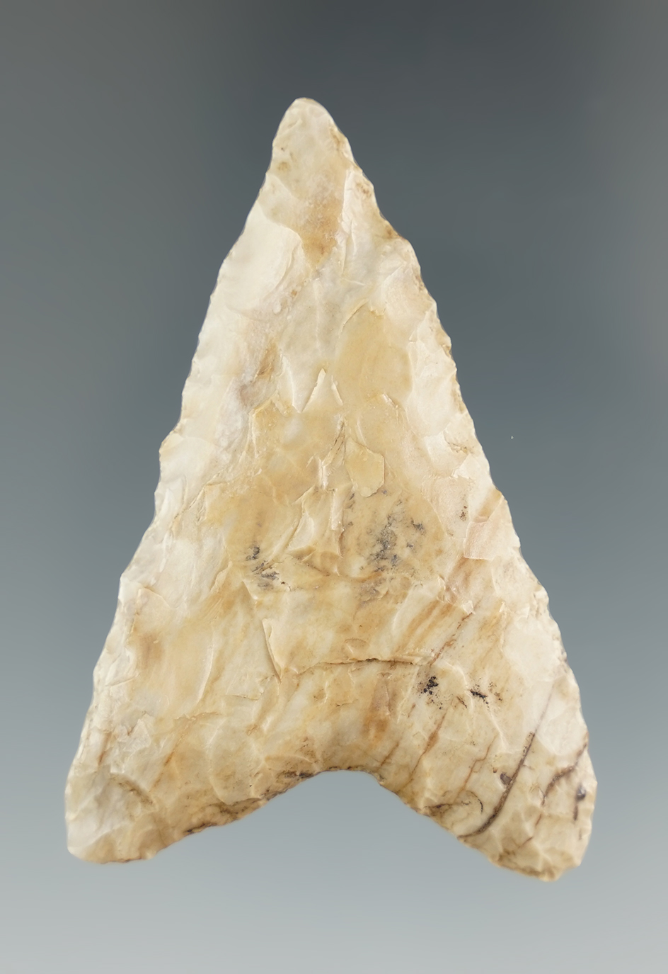 2 7/16" Columbia Mule Ear found near the Columbia River.   Ex. Jim Hogue collection.