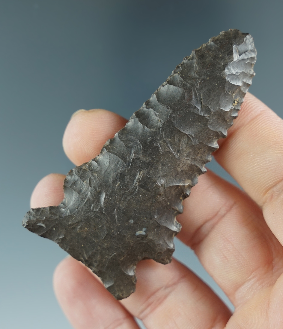 2 11/16" serrated Pine Tree found in Lincoln County Kentucky. Ex. Henry English collection.