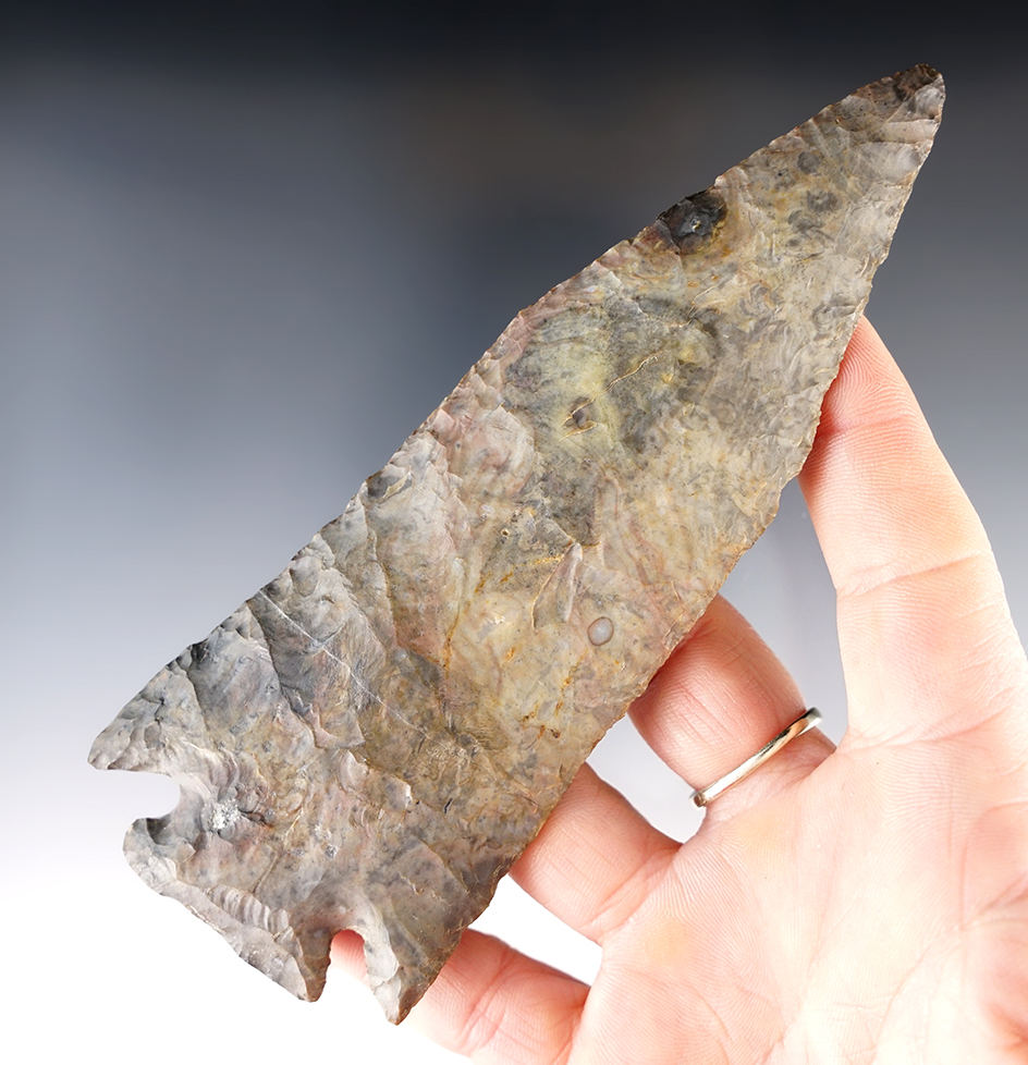 Huge 5 3/8" Pentagonal Point, Licking Co., Ohio.