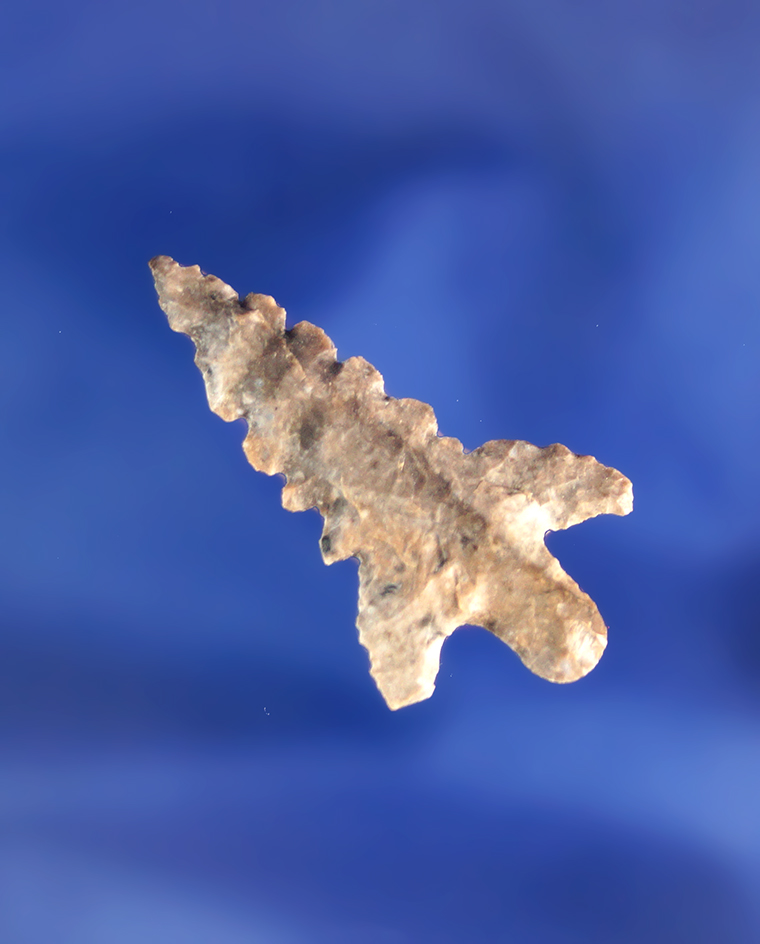 Heavily serrated 1 1/4" Stemmed Arrow point found in the southwestern U.S.