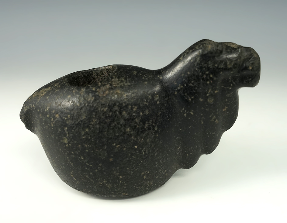 Large 4 3/4" x 2 1/4" Black Canopa recovered in Pisac, Peru.