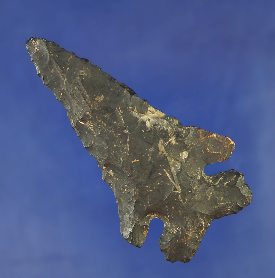 2 13/16" Archaic Thebes that is steeply Beveled made from Coshocton Flint found in Ohio.