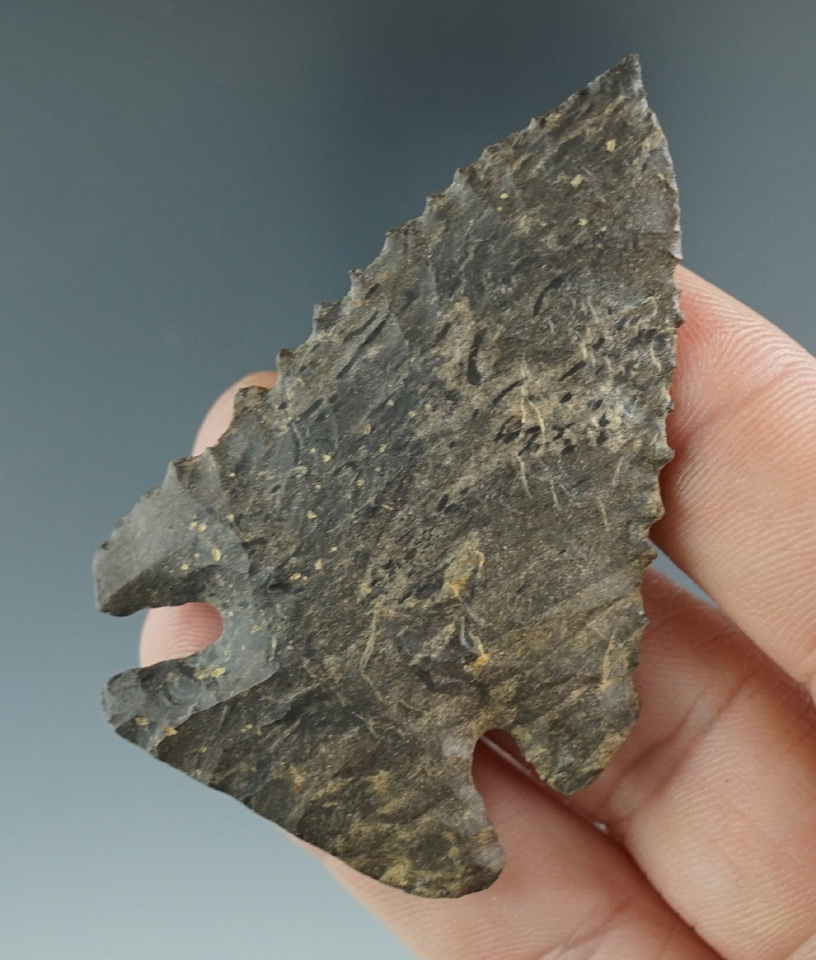 Nicely serrated 2 7/16" Archaic Knife found in Livingston Co., Kentucky. Ex. Henry English Collectio