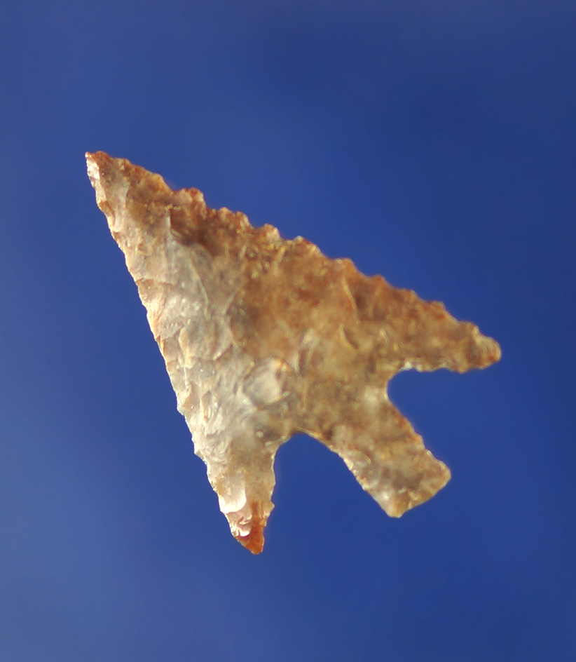 1 1/16" Wallula with nice serrations on edge and good flaking.    Columbia River.