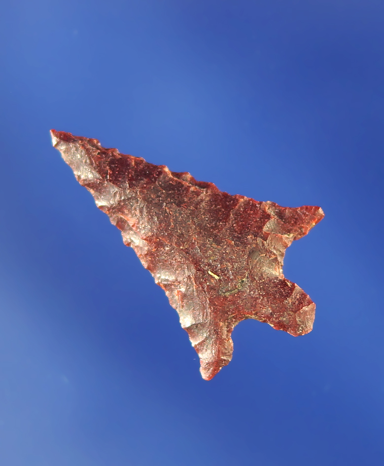 7/8" Jasper Rabbit Island that is nicely flaked.    Columbia River.