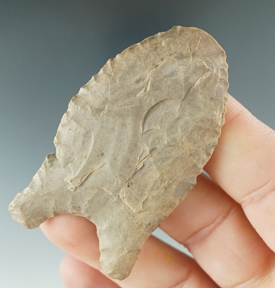2 3/8" Quad made from Ft. Payne Chert, found in Christian Co., KY.  Rogers COA.