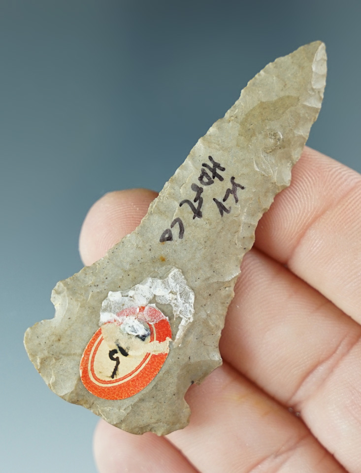 2 1/2" Pine Tree point found in Kentucky.