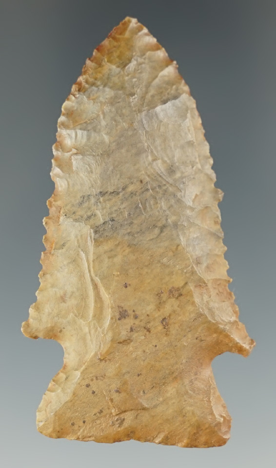 Excellent flaking! 2 3/8" Pine Tree point found in Fayette County Kentucky.