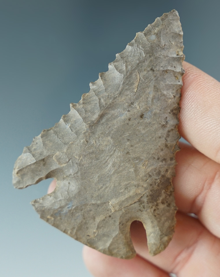 Exceptional! 2 1/2" Dover Flint Pine Tree found in Henry County Tennessee.