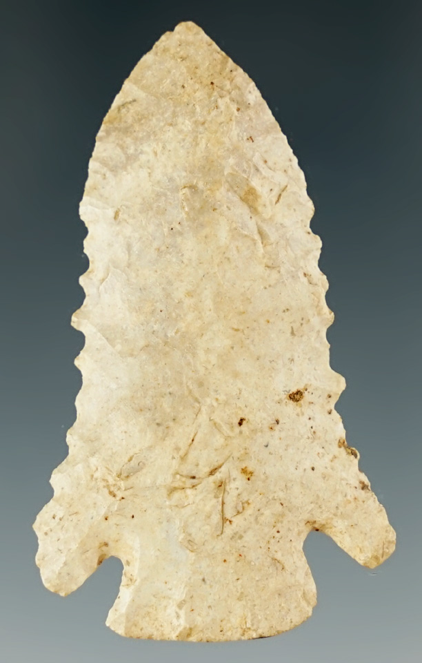 2" serrated Pine Tree found in Kentucky.