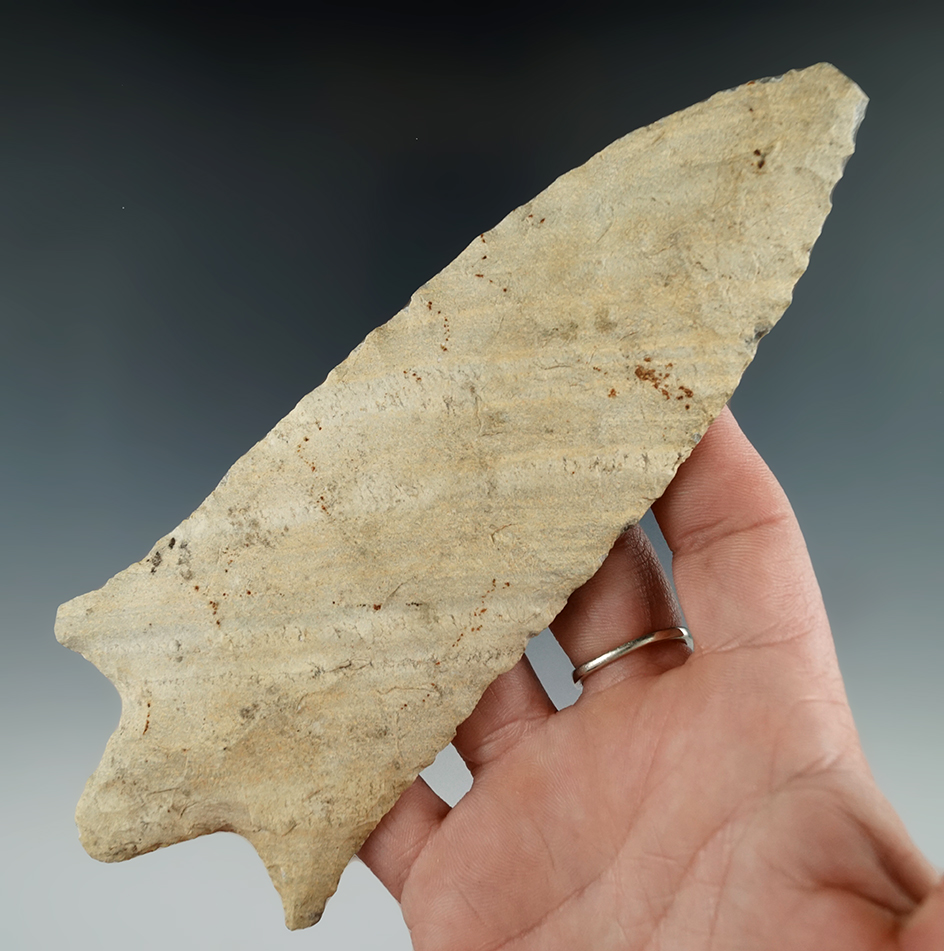 Huge! 6 7/16" Gary found in East Texas. Roger COA. Some box nicks to tip and blade edges.