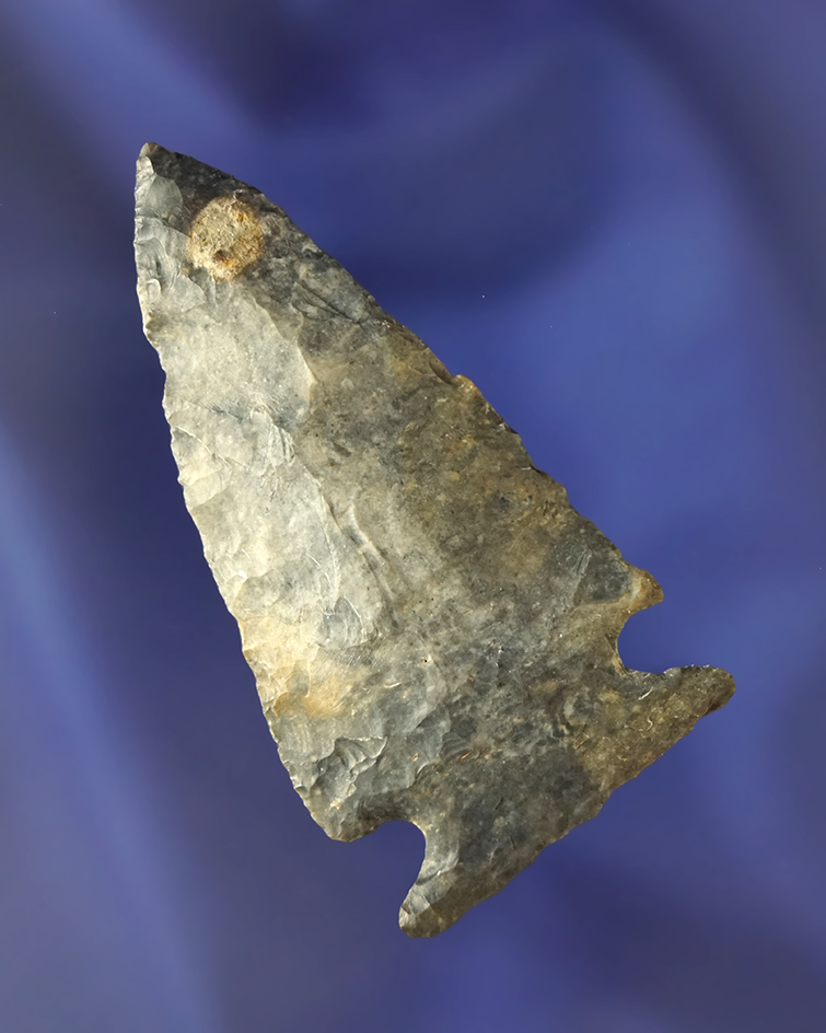 2 7/16" very thin Coshocton Intrusive Mound point found in Defiance Co., Ohio.