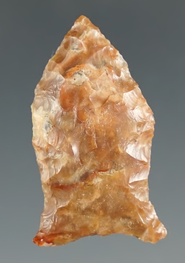 1 3/16" Paleo Spedis Fishtail found by Doug Tuwehus in Pasco Co., WA. Bennett and Rogers COA's.