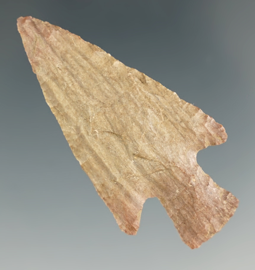 2 3/16" Buck Creek - Petrified Wood, found in Madison Co., Kentucky by Keith Weaver. Rogers COA.