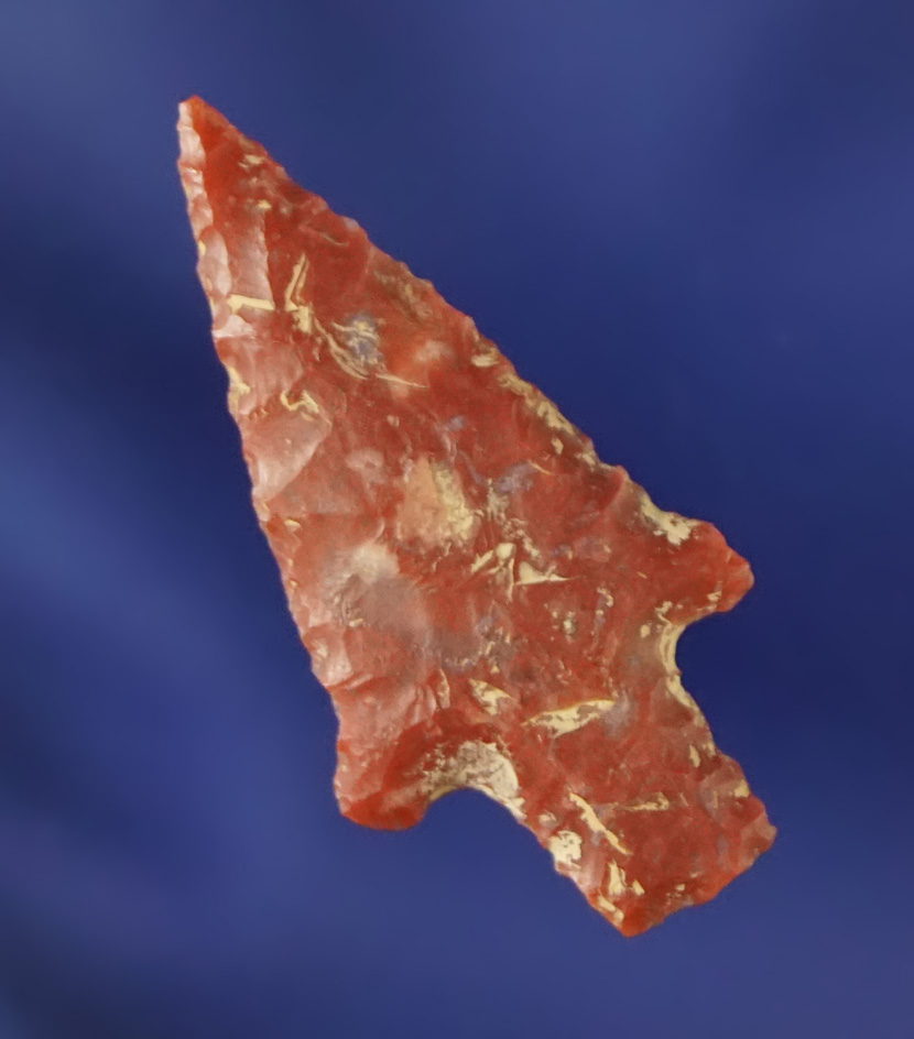 1 1/8" thin and well flaked Wallula made from attractive red material. Ex. Charlie Shewey