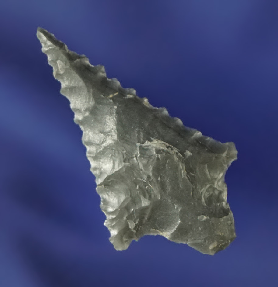 1 3/16" nicely serrated Rabbit Island. Found near the Columbia River. Ex. Fred Heimbigner.