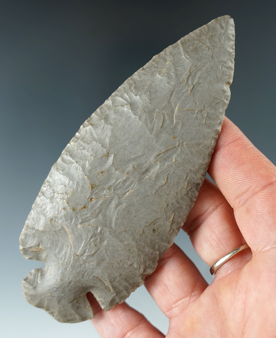 Nice! 4 1/2" Hornstone Dovetail found by Tom Metcalfe in Harrison Co., Indiana.  Jackson COA.