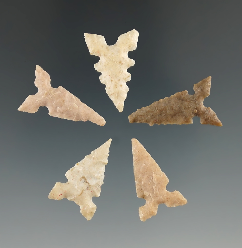 Set of five Toyah points found in Texas in very nice condition, largest is 1 1/16".