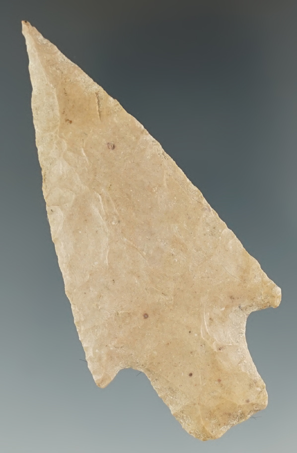 3" Needle Tip Bulverde found in Bell Co., Texas.