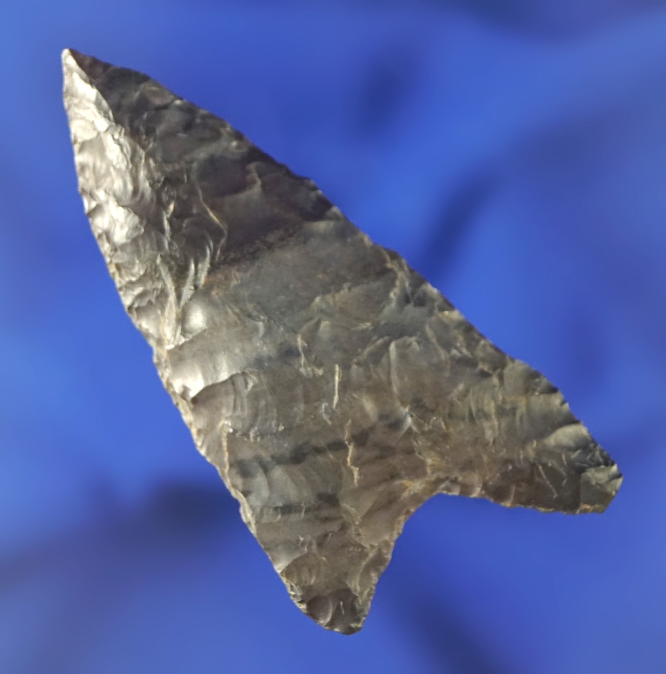 2 1/2" Columbia Mule Ear found near the Columbia River.