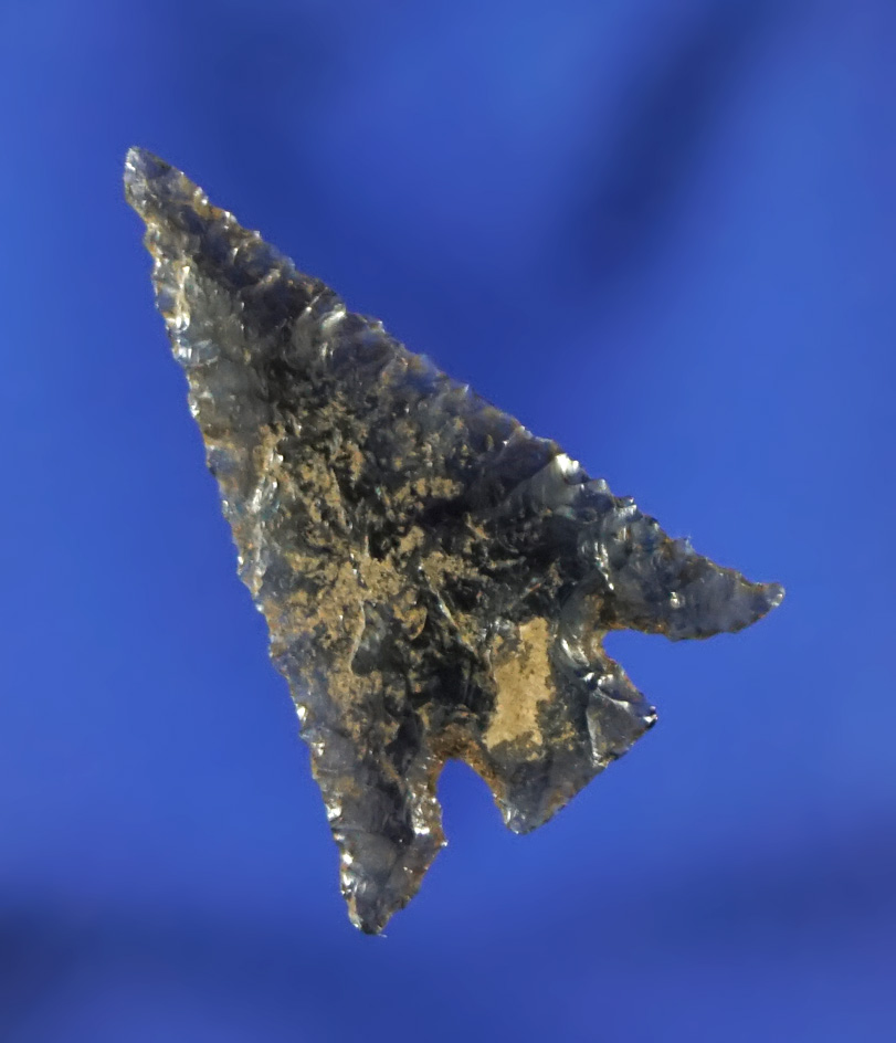 Exceptionally thin with incredible flaking! 7/8" obsidian Eastgate found near the Columbia River.